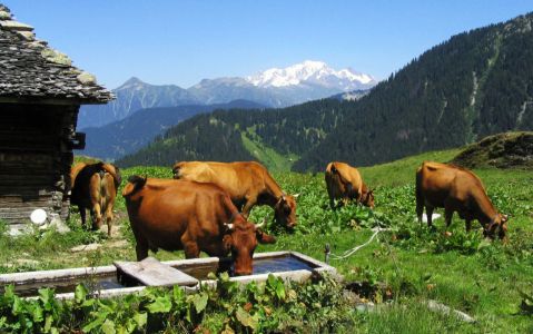 Vaches tarines en alpage (le Mont Blanc en arrière-plan)